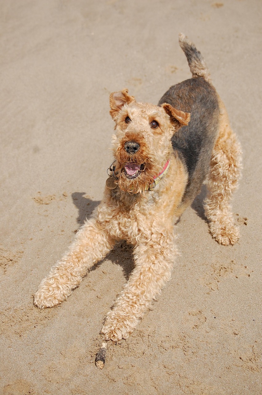 Airedale Terrier side profile