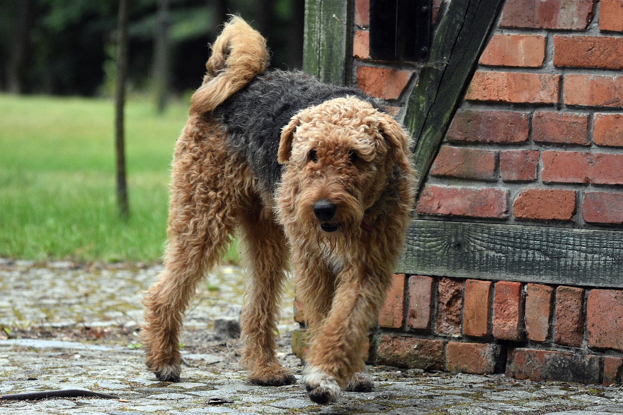 Airedale Terrier lying down