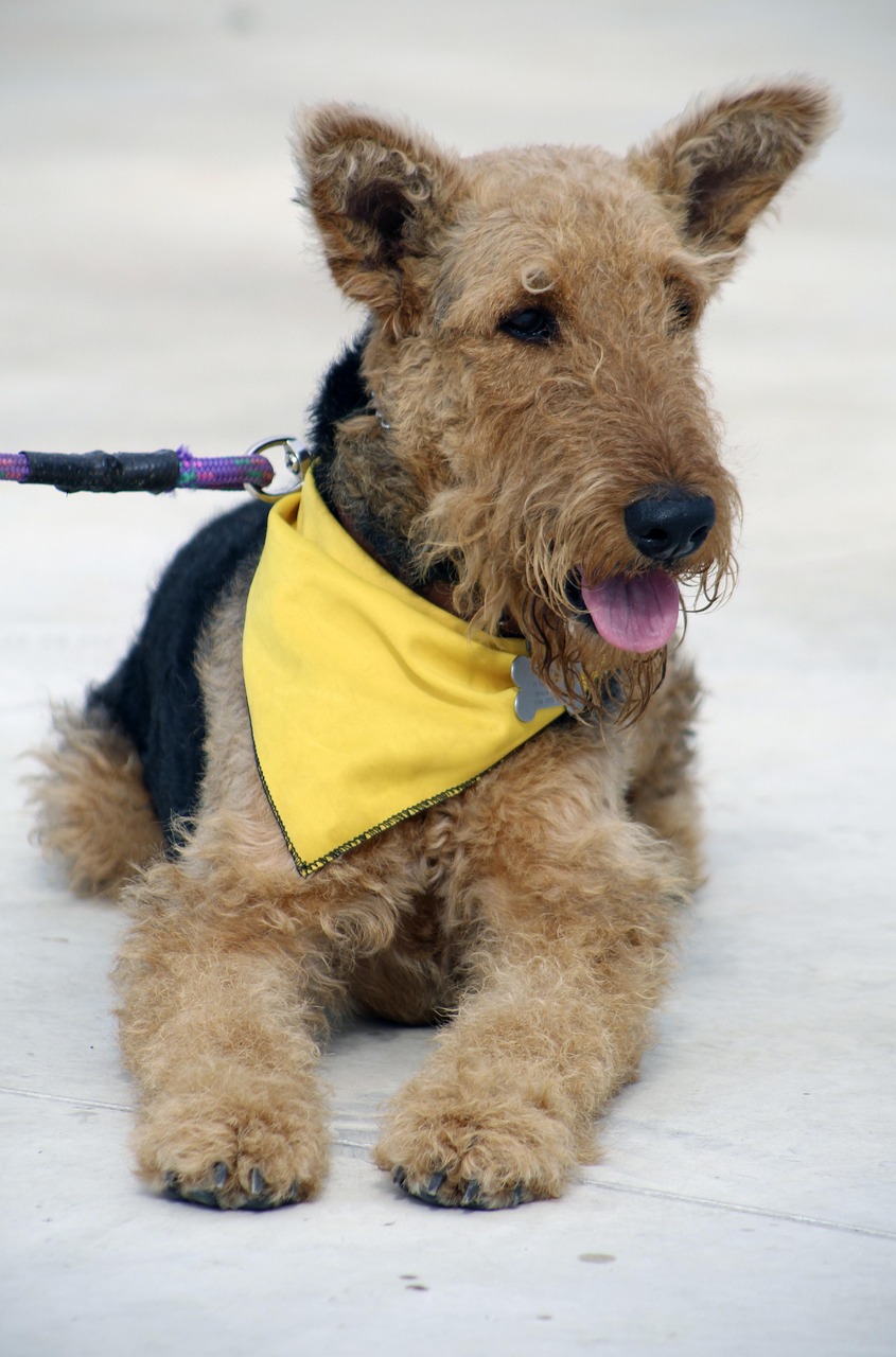 Airedale Terrier puppy