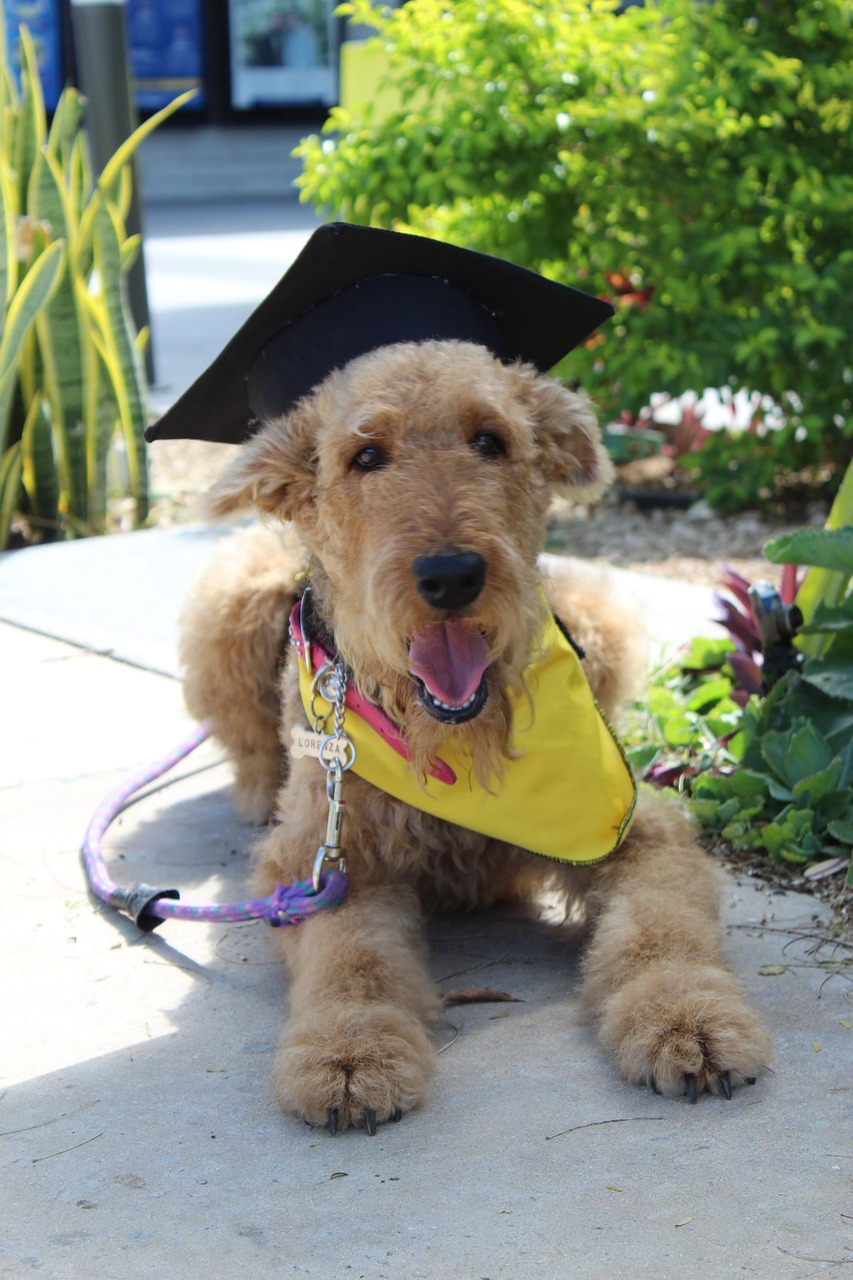 Two Airedale Terriers playing