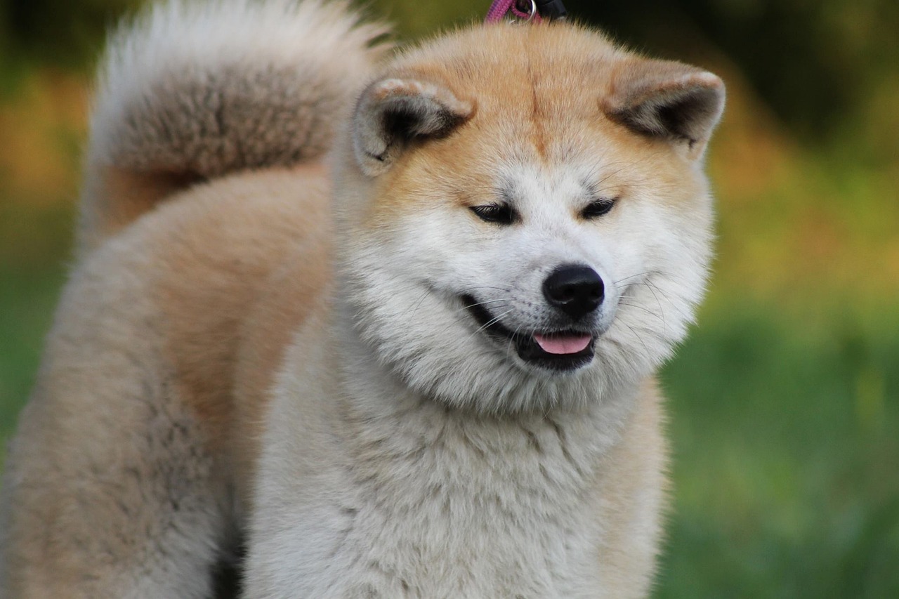 Akita portrait close-up