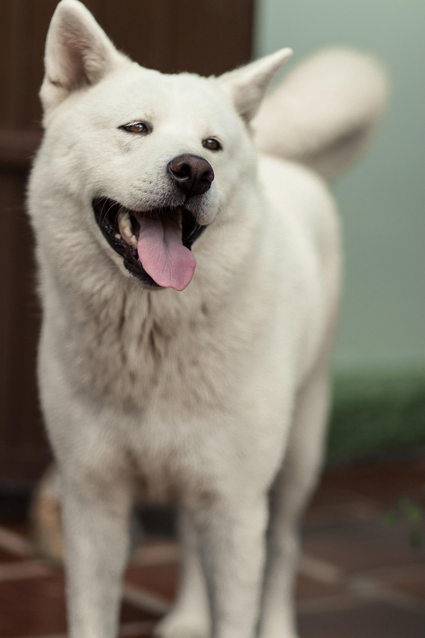Akita walking with handler
