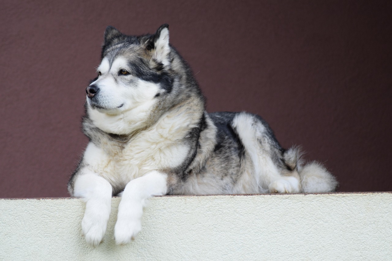 Alaskan Malamute standing alert