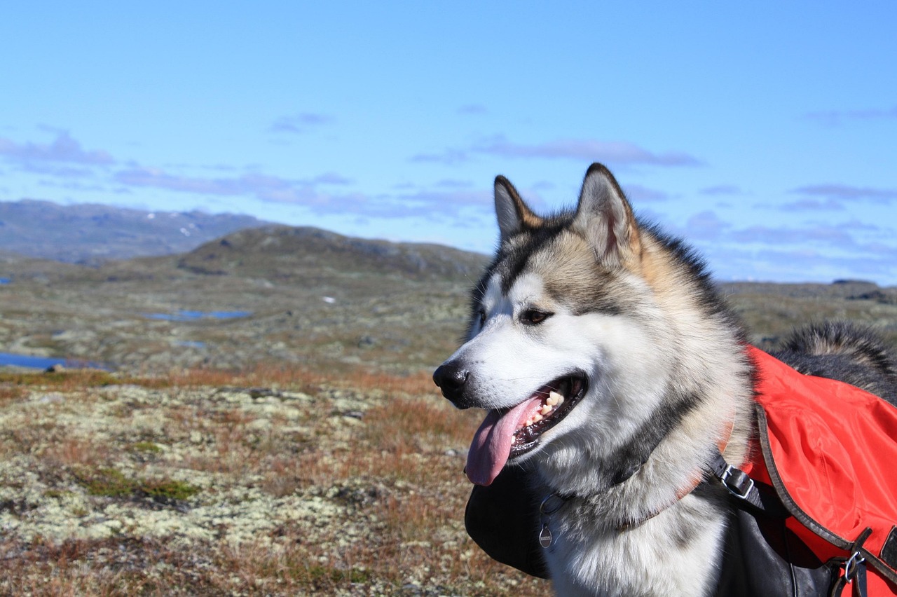 Alaskan Malamute running