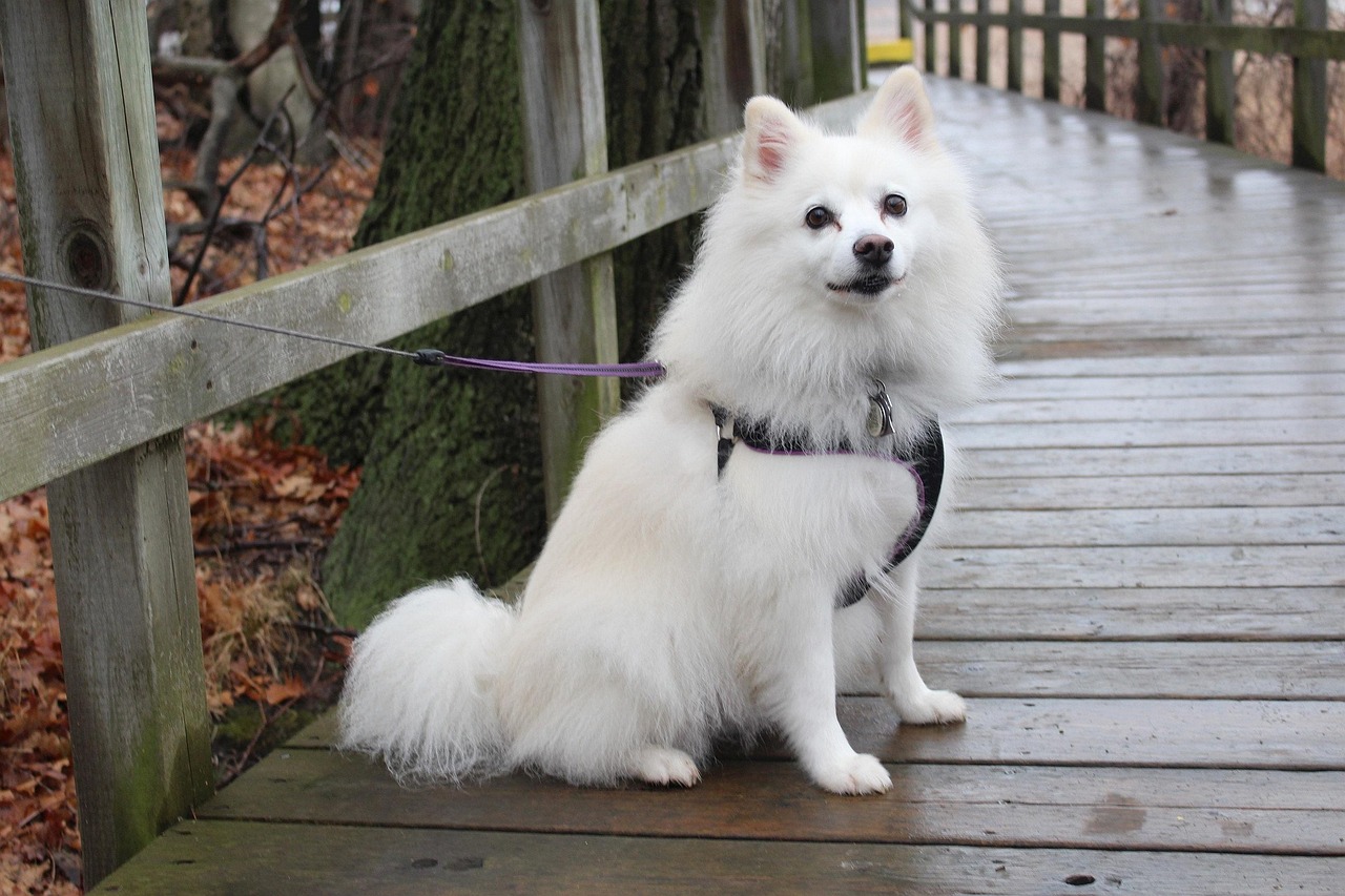 American Eskimo Dog looking alert
