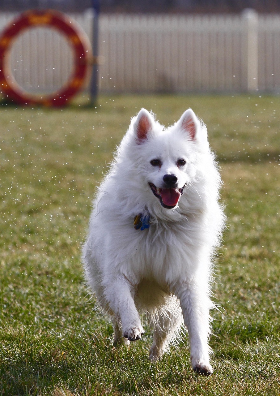 American Eskimo Dog close-up portrait