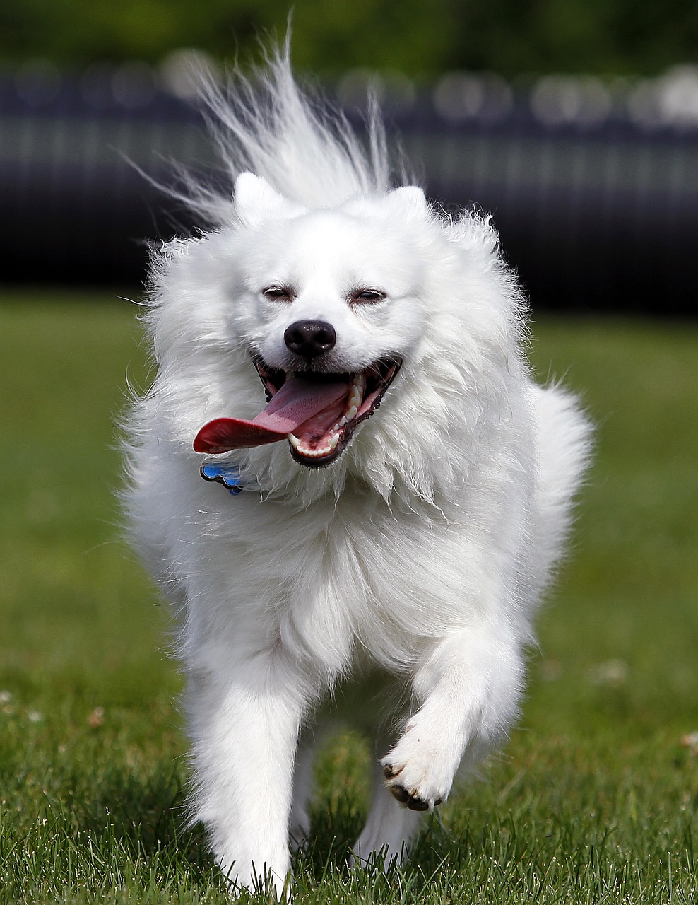 American Eskimo Dog playing
