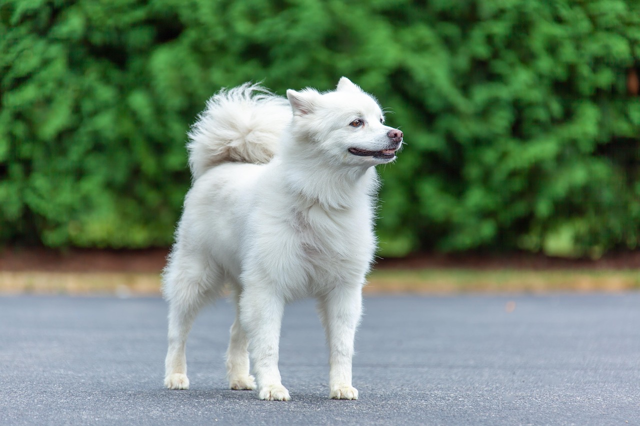 American Eskimo Dog running