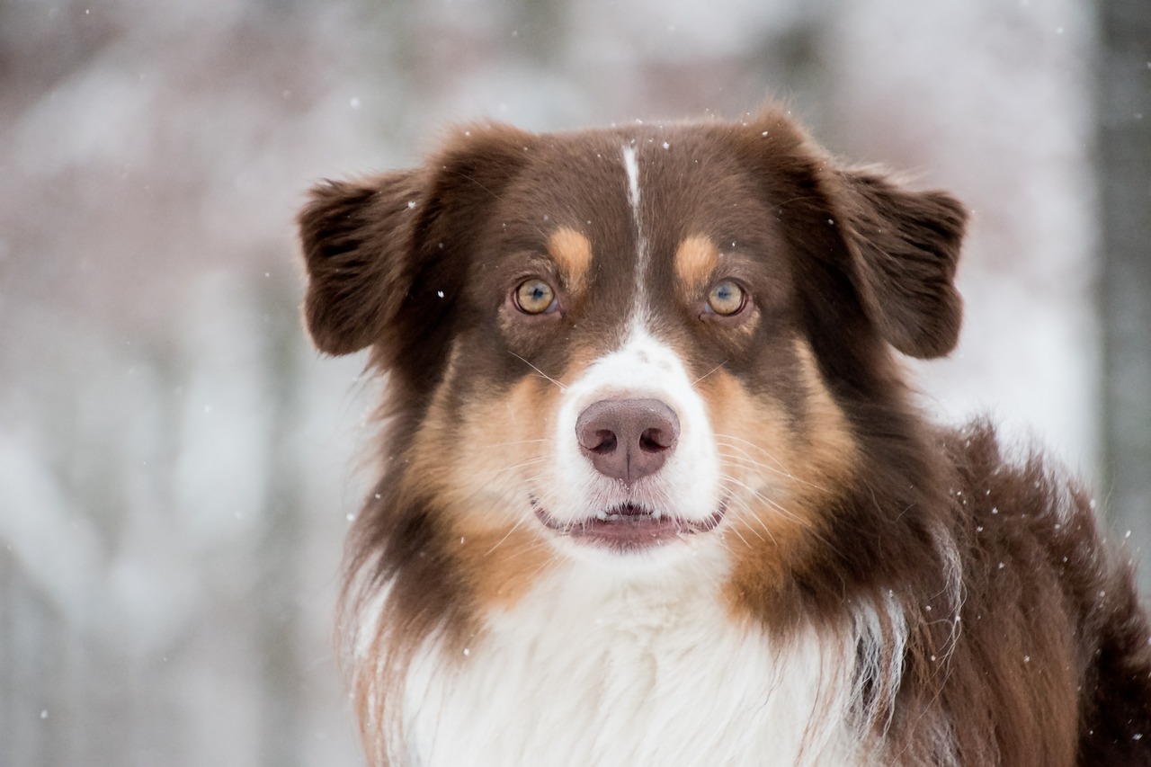 Australian Shepherd running