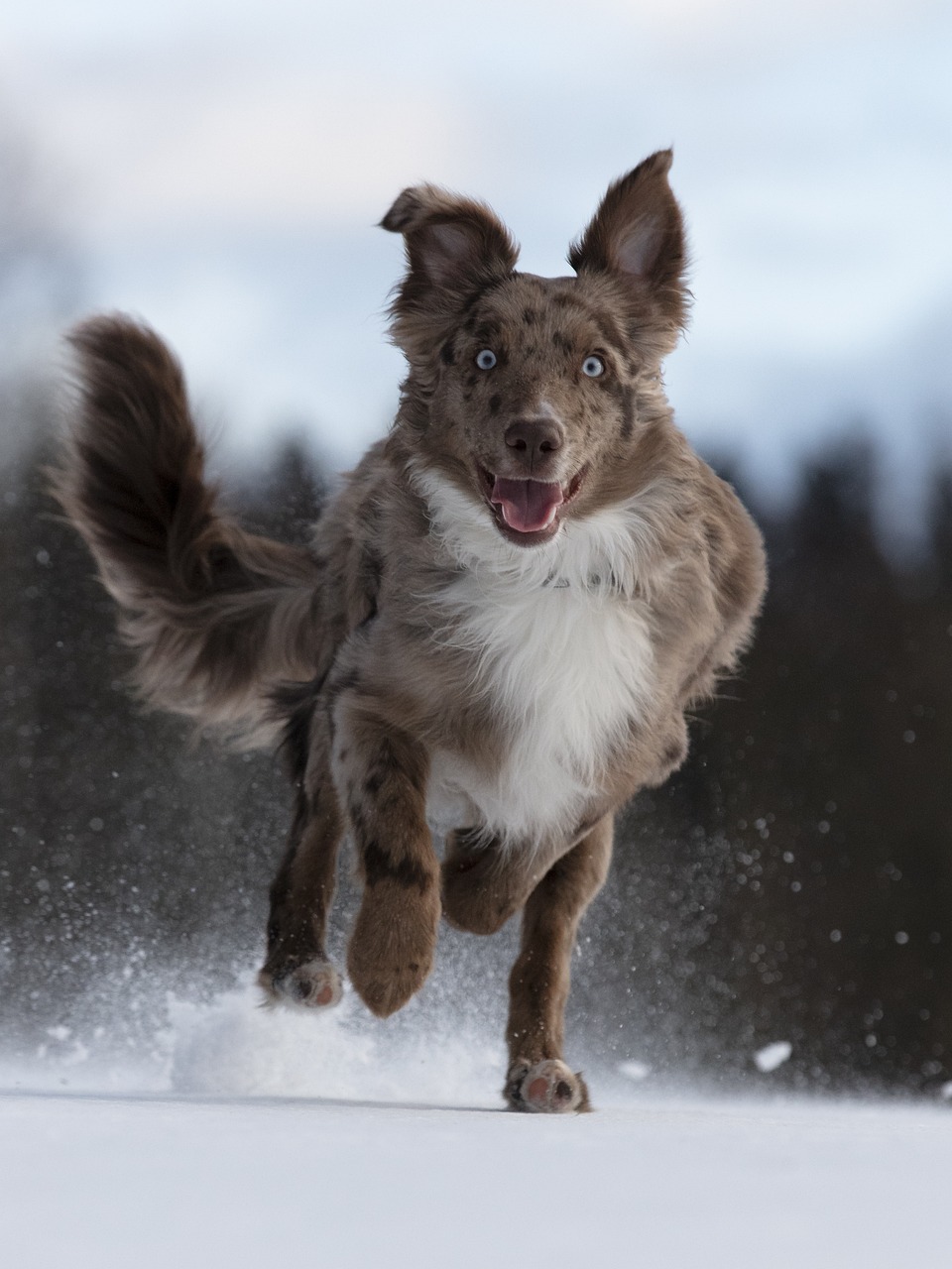 Australian Shepherd with blue merle coat