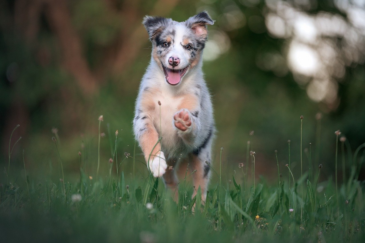 Australian Shepherd playing