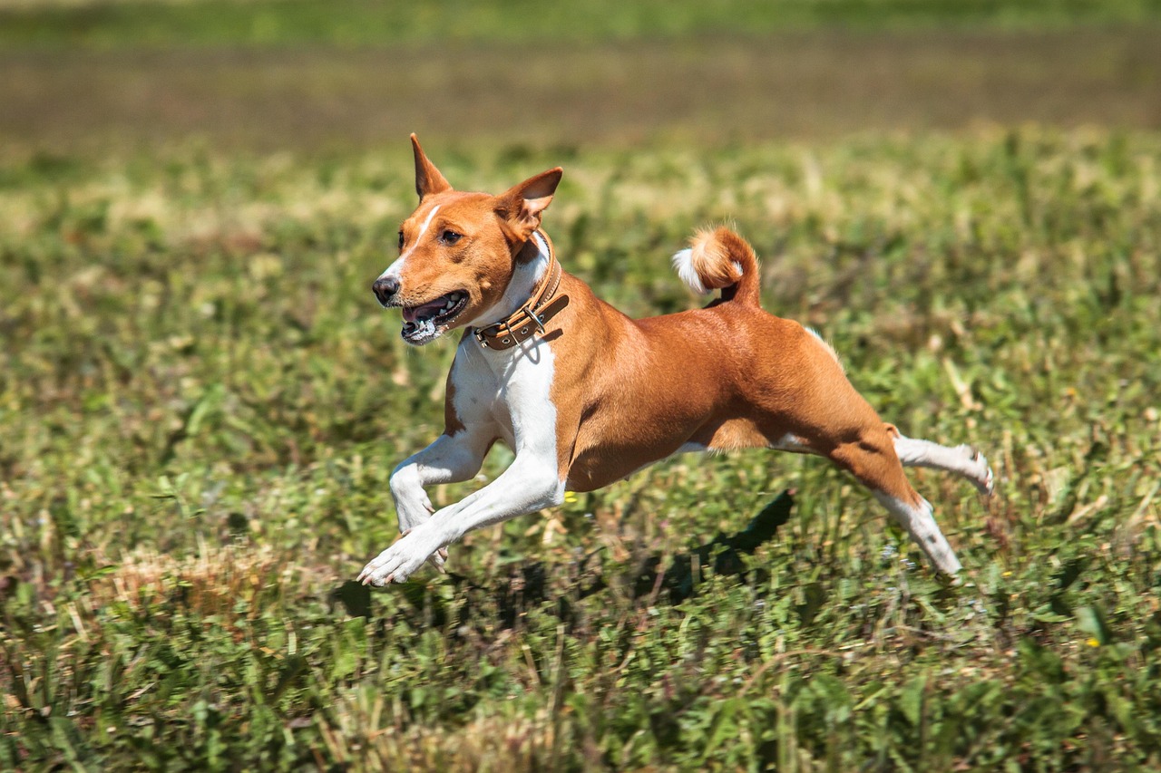 Basenji outdoors
