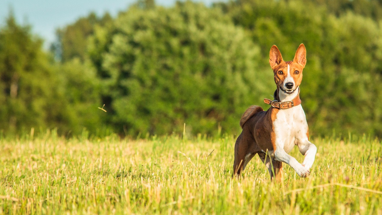 Basenji side profile