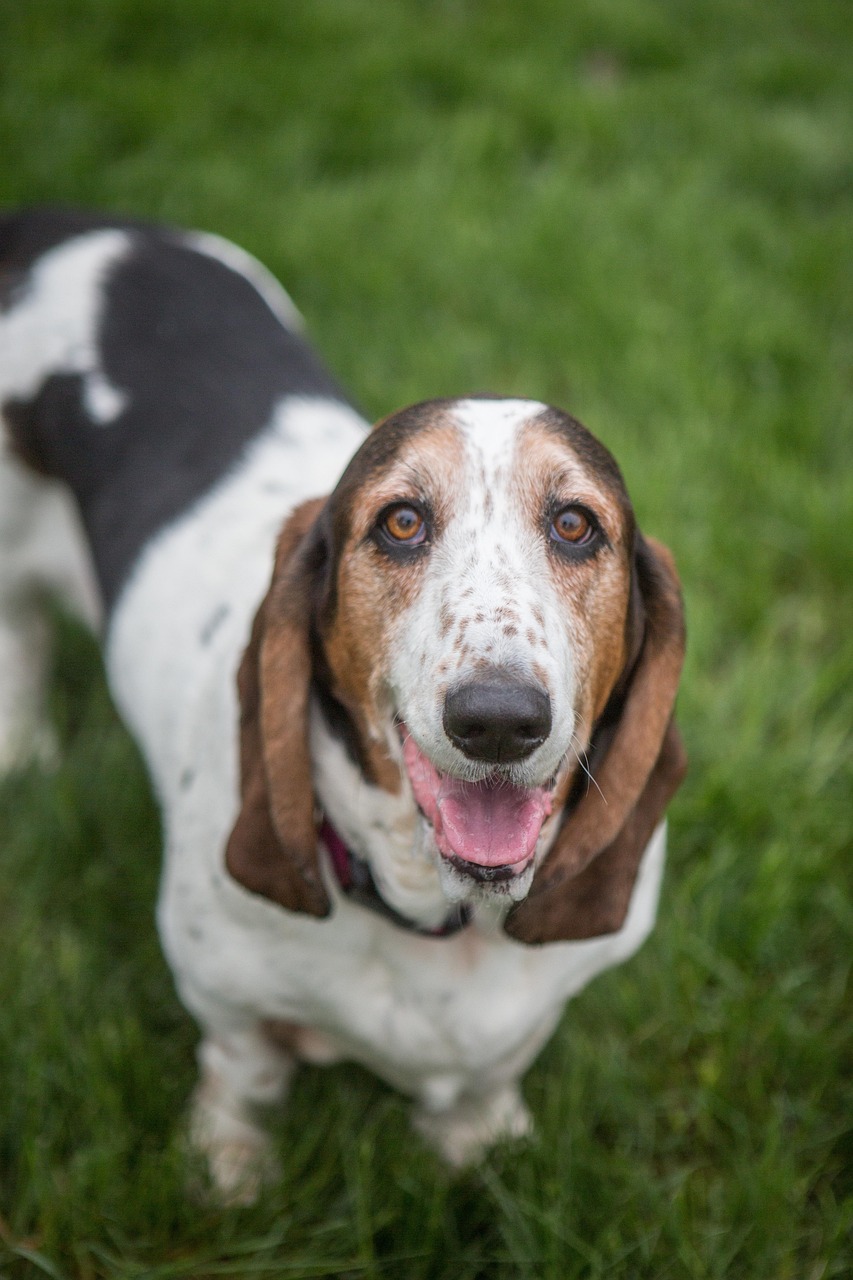 Basset Hound standing outdoors
