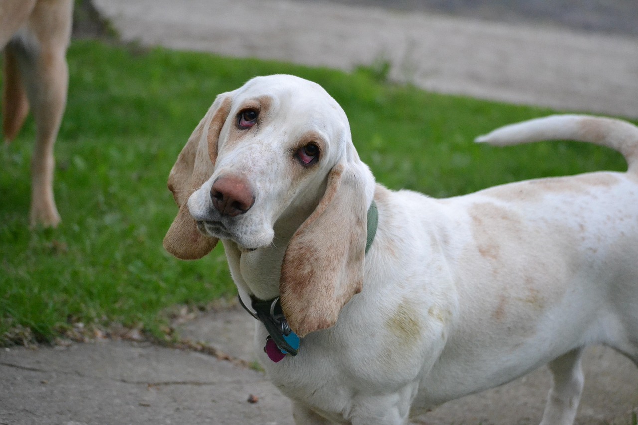 Basset Hound looking up