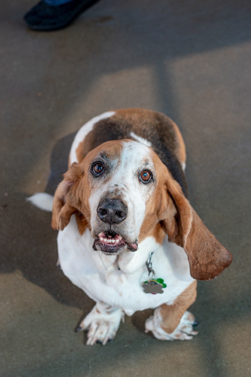Basset Hound close-up