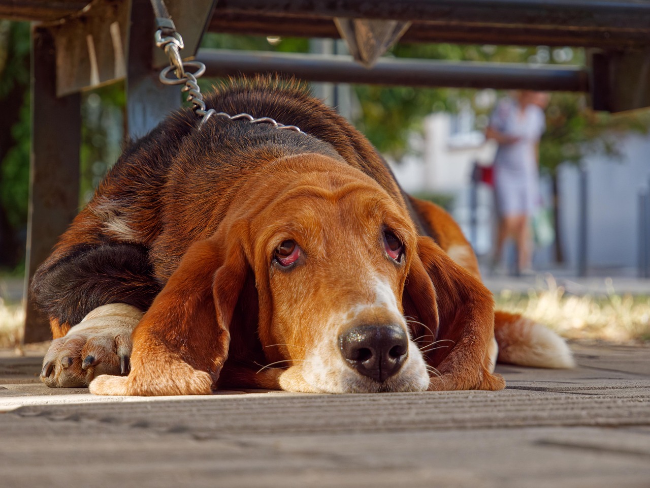 Basset Hound lying down