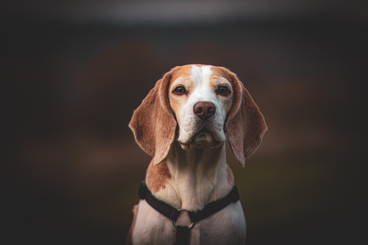 Beagle sniffing the ground