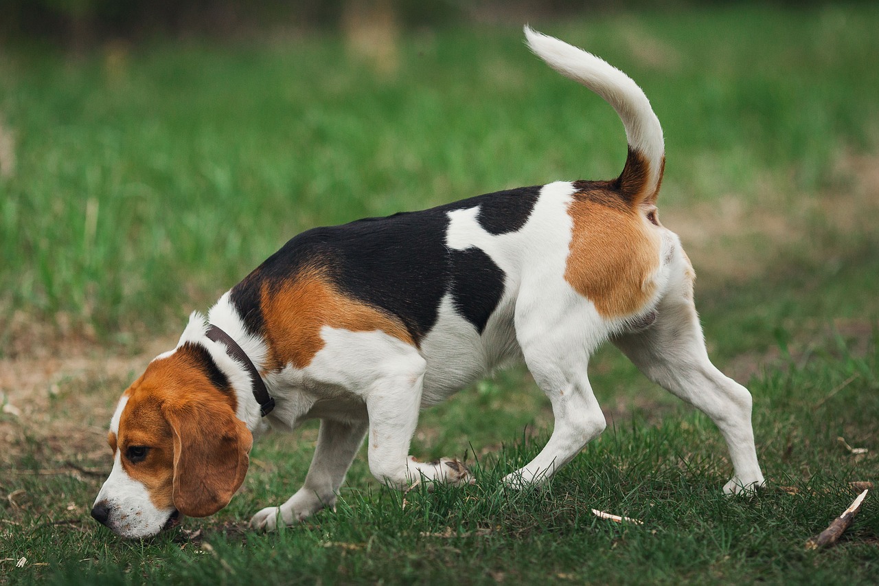 Beagle in a field