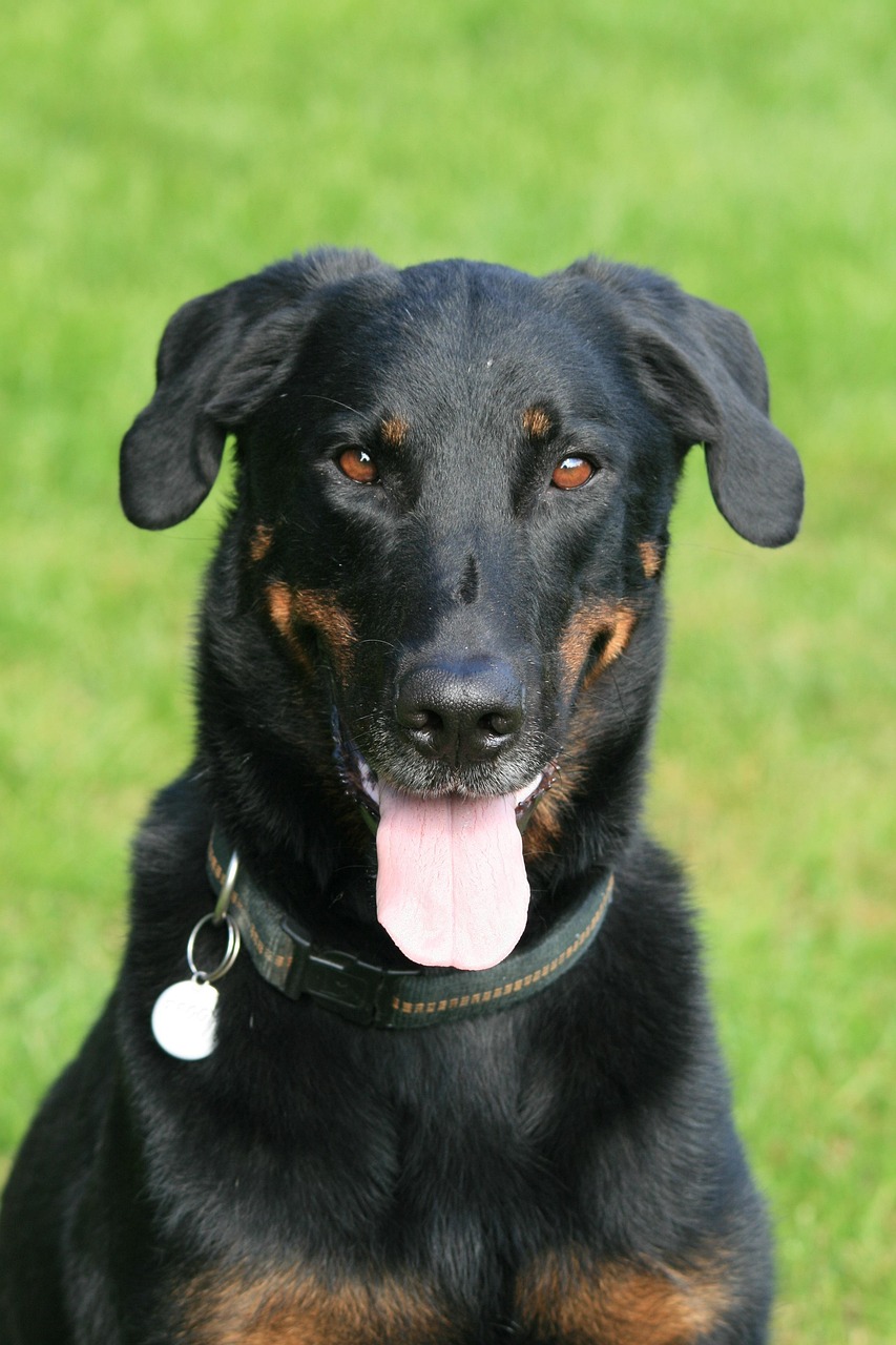 Beauceron