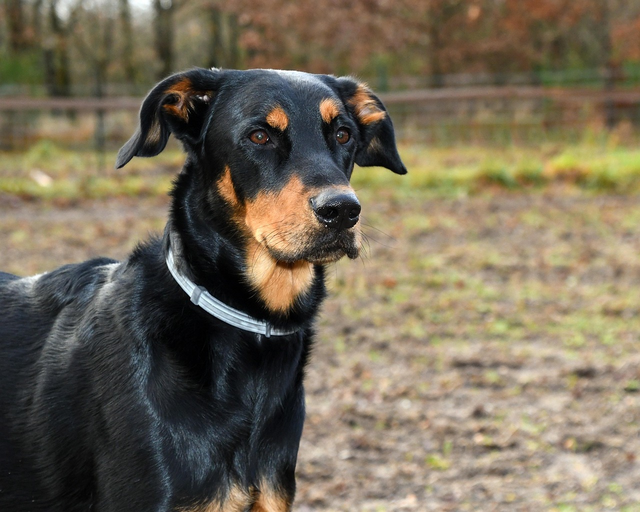 Beauceron in a field