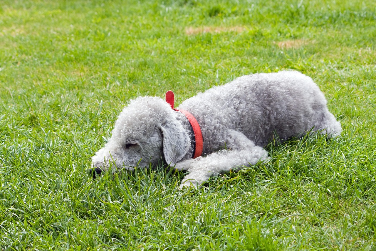 Bedlington Terrier standing outdoors