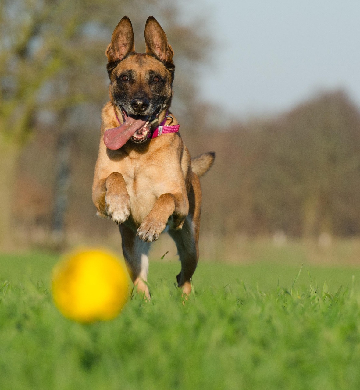 Belgian Malinois looking alert outdoors