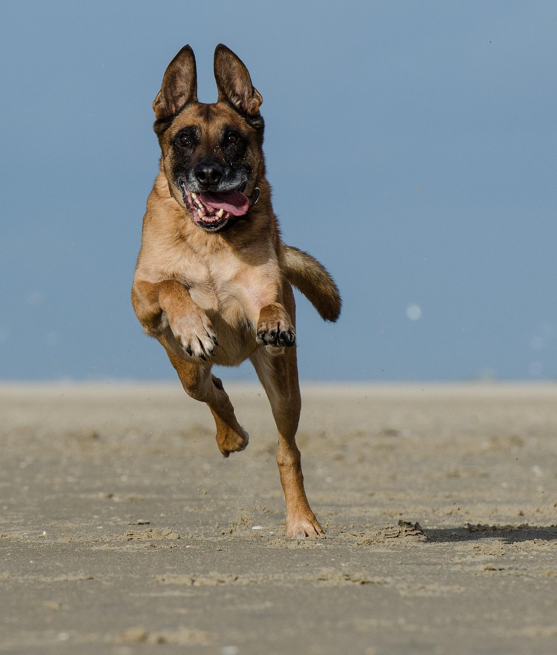 Belgian Malinois close-up portrait