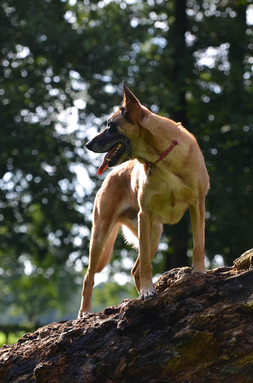 Belgian Malinois in training