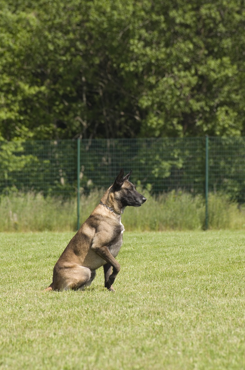 Belgian Shepherd looking alert