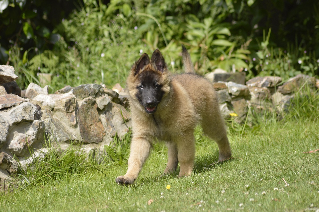 Belgian Shepherd running