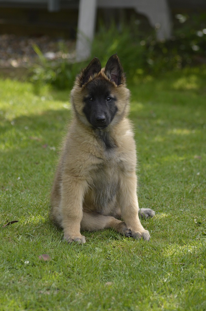 Belgian Shepherd sitting and posing