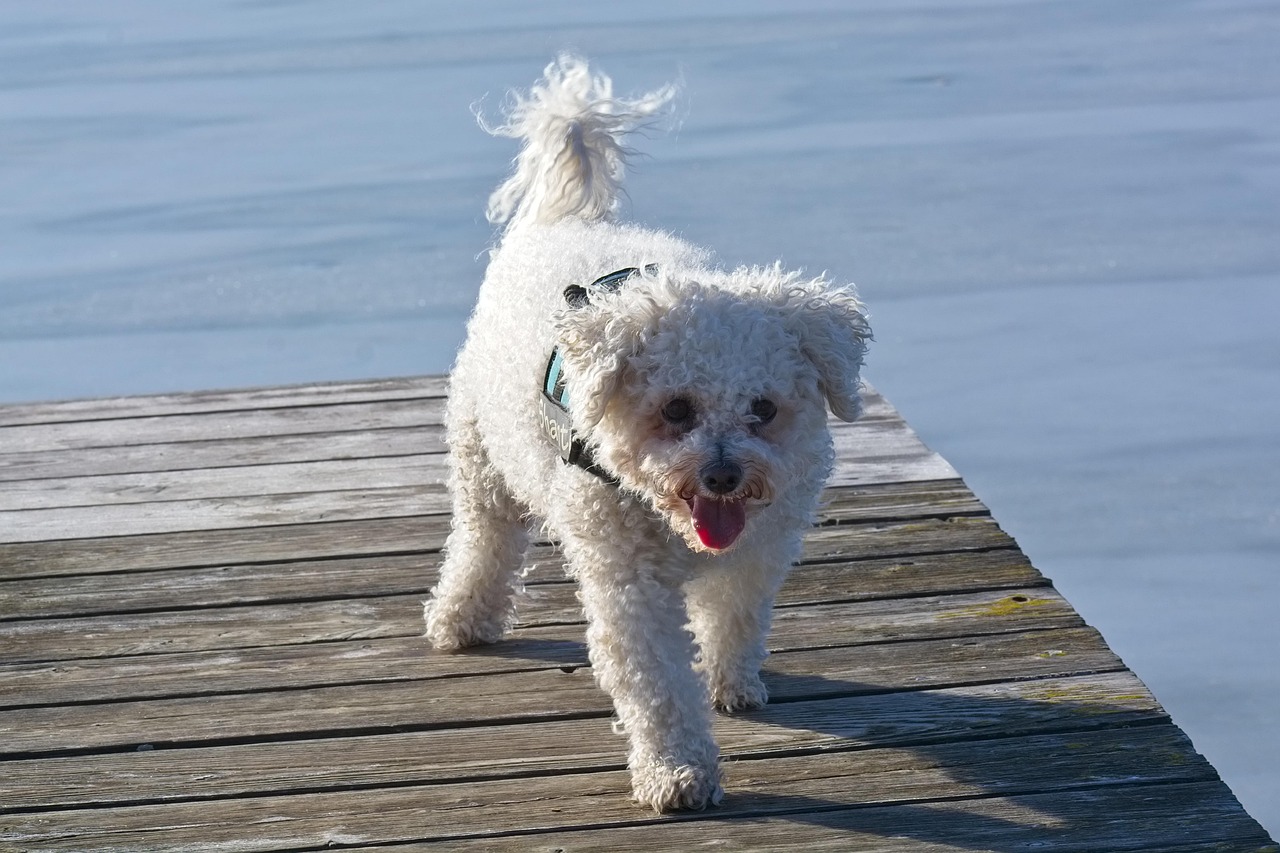 Bichon Frise walking outdoors