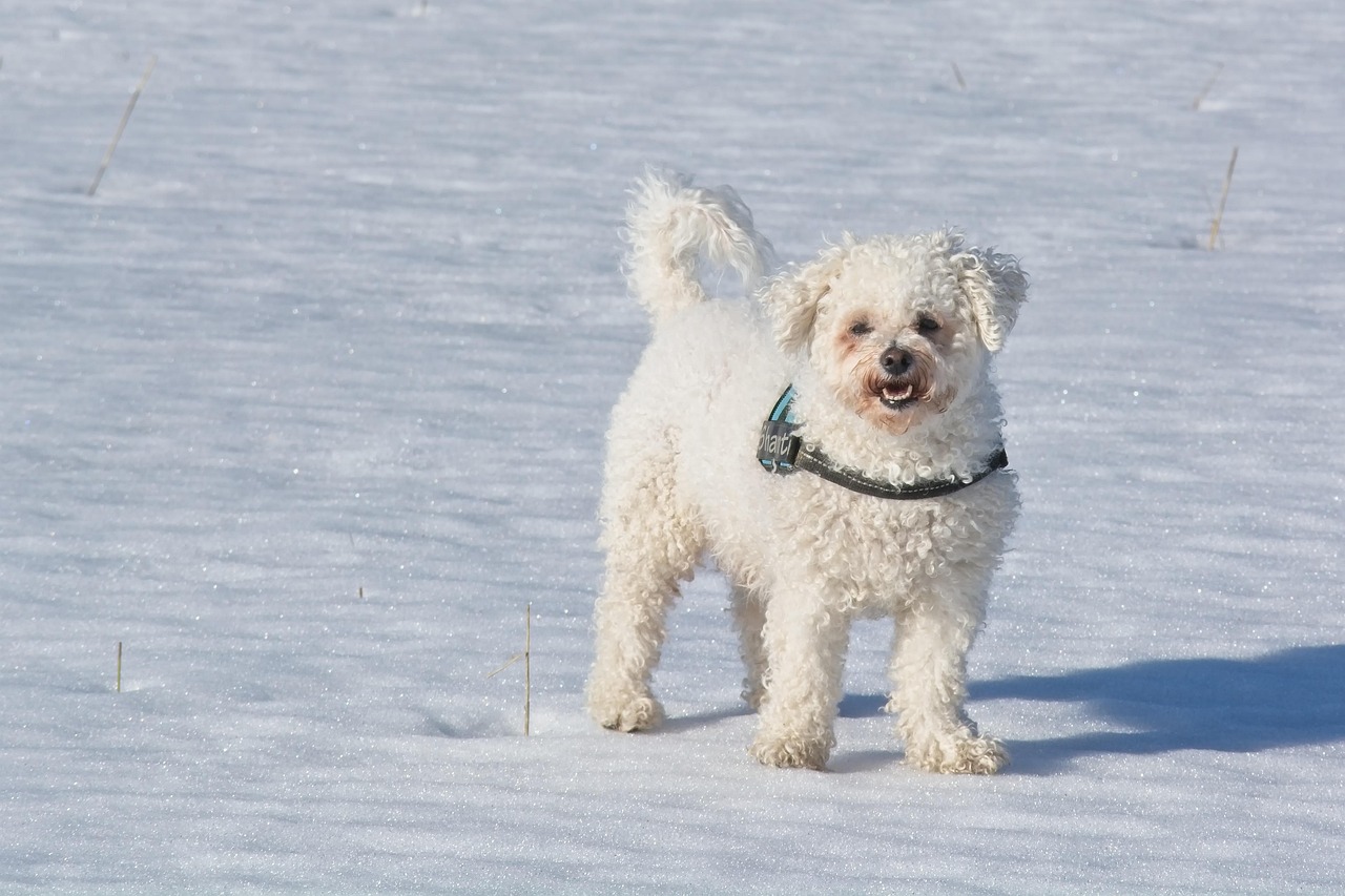 Bichon Frise close-up portrait