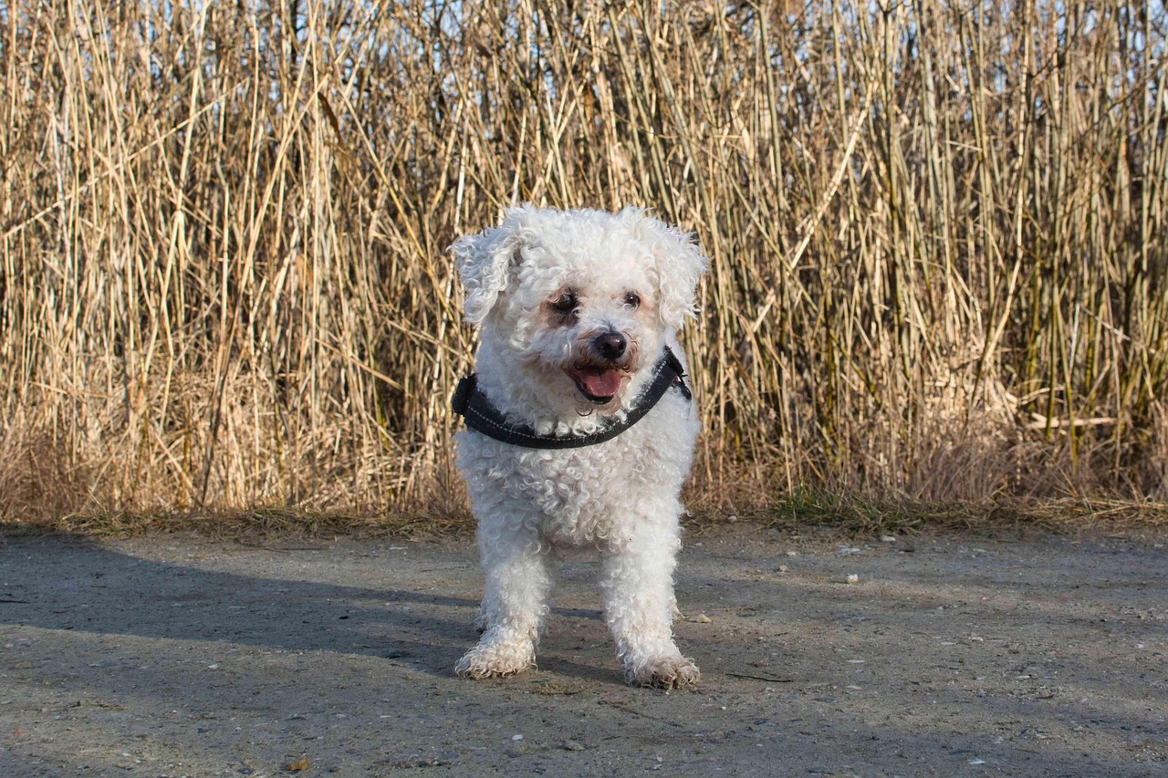 Bichon Frise with fluffy white coat
