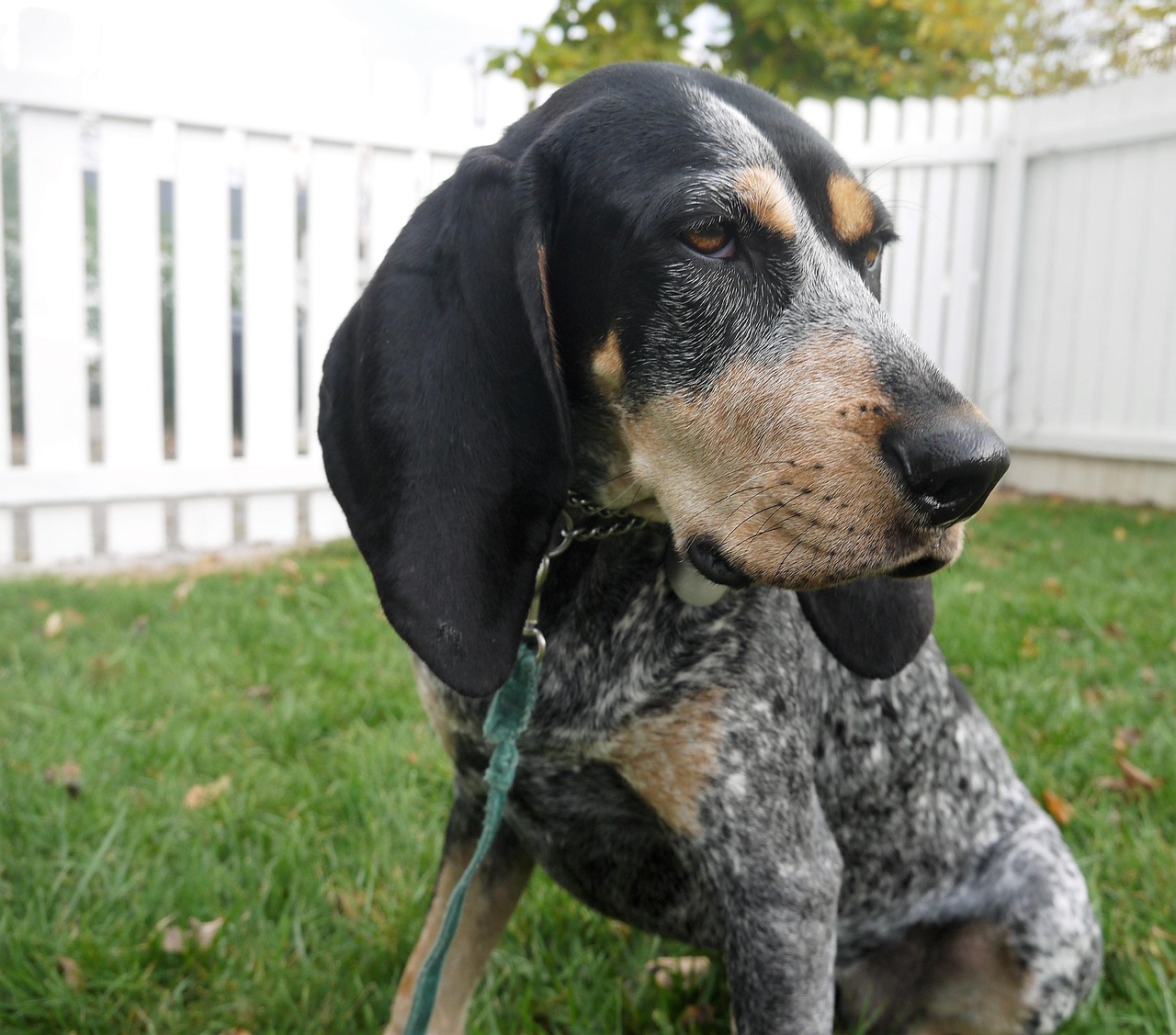 Bluetick Coonhound walking outdoors