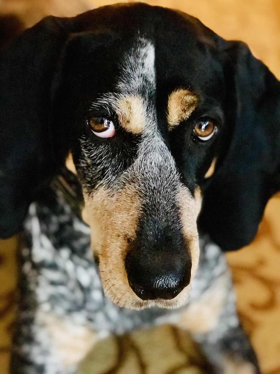 Bluetick Coonhound close-up portrait