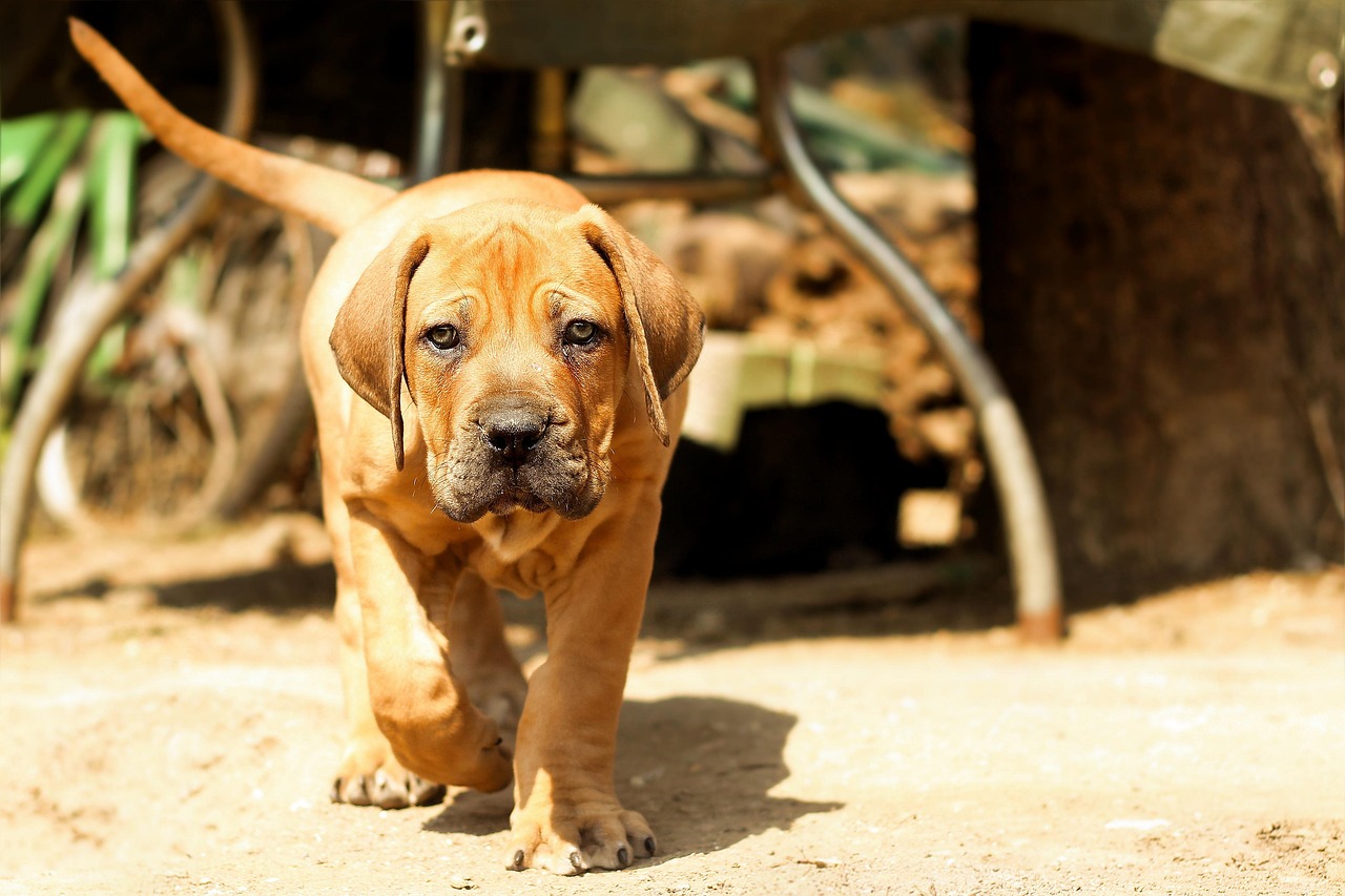 Boerboel close-up portrait