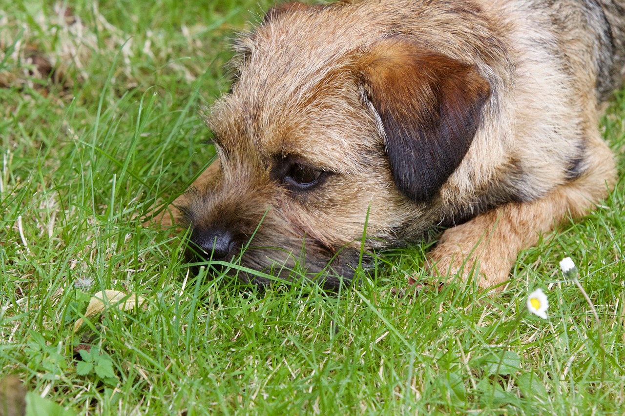 Border Terrier close-up portrait