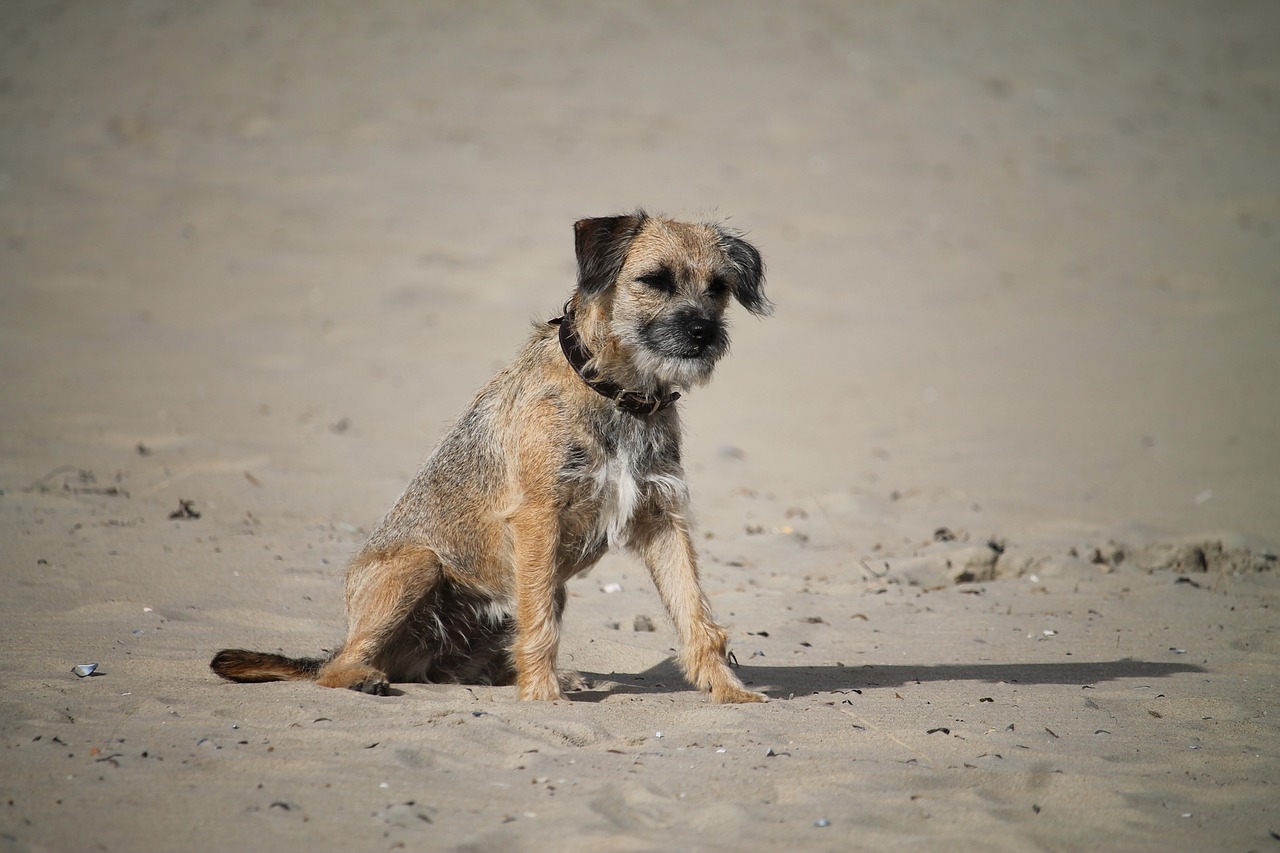 Border Terrier sitting outdoors