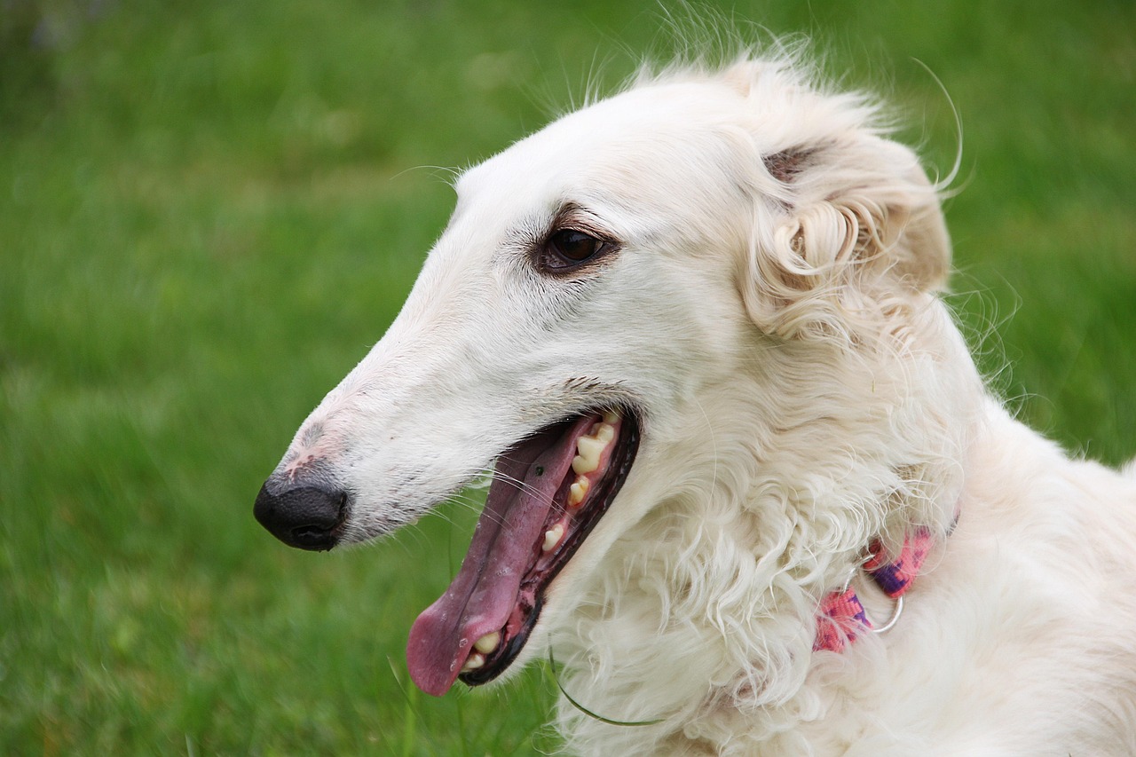 Borzoi running outdoors
