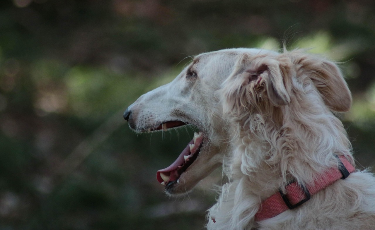 Borzoi profile view