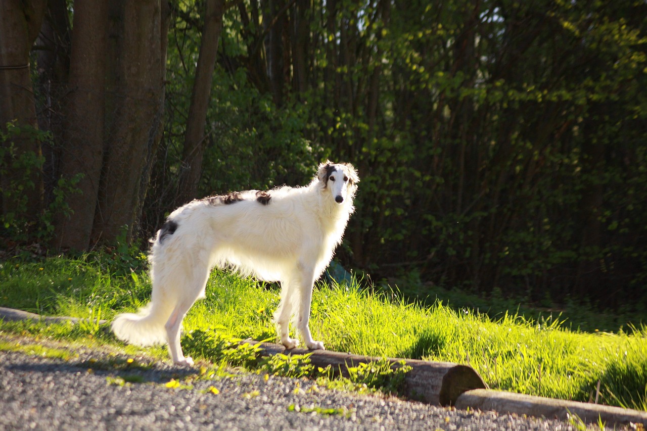 Borzoi resting on grass