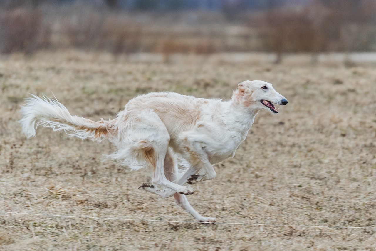 Close-up of Borzoi face