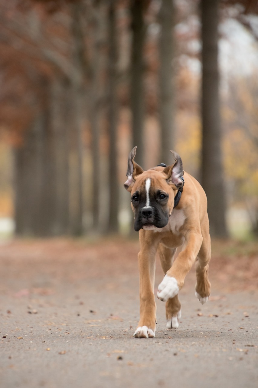 Boxer running outdoors