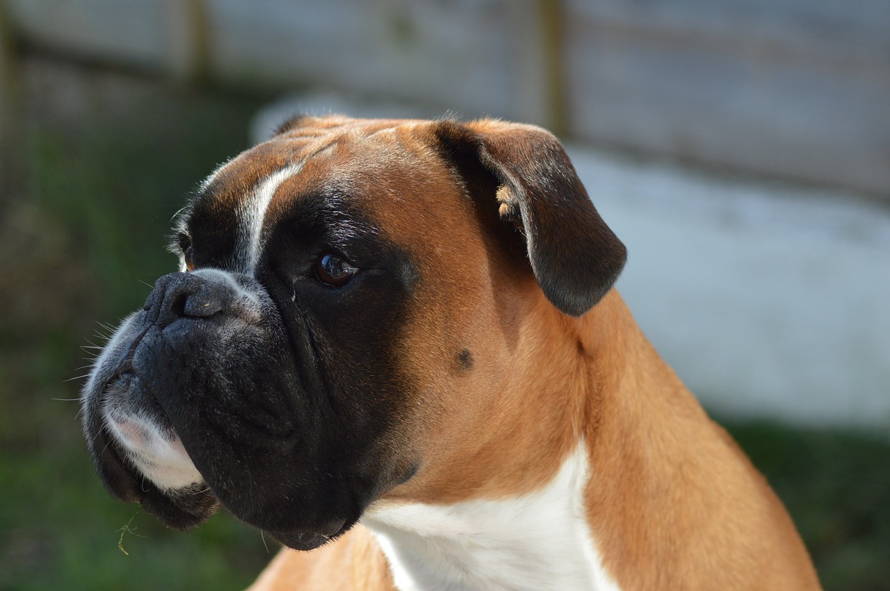 Boxer looking at the camera