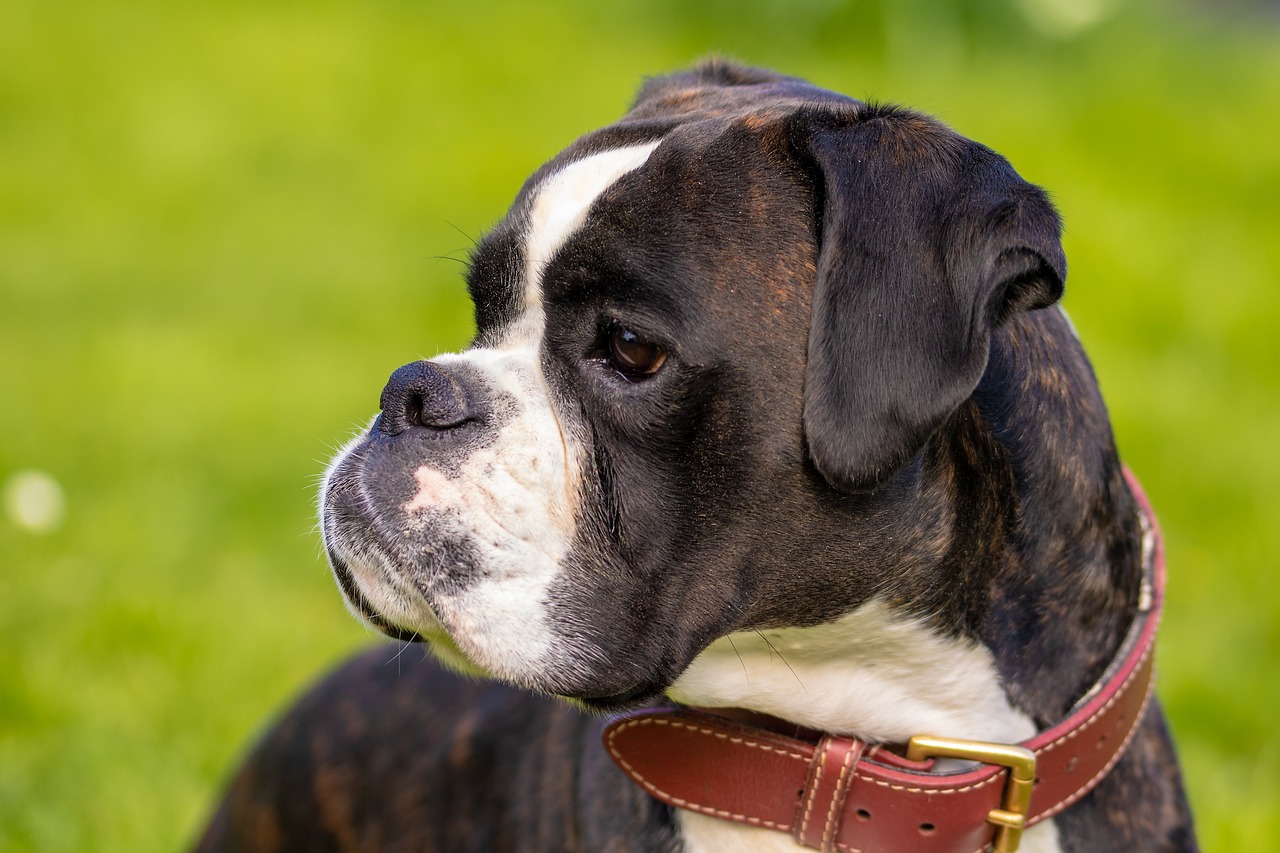 Boxer standing proudly outdoors