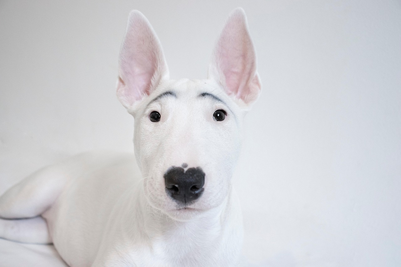 Bull Terrier