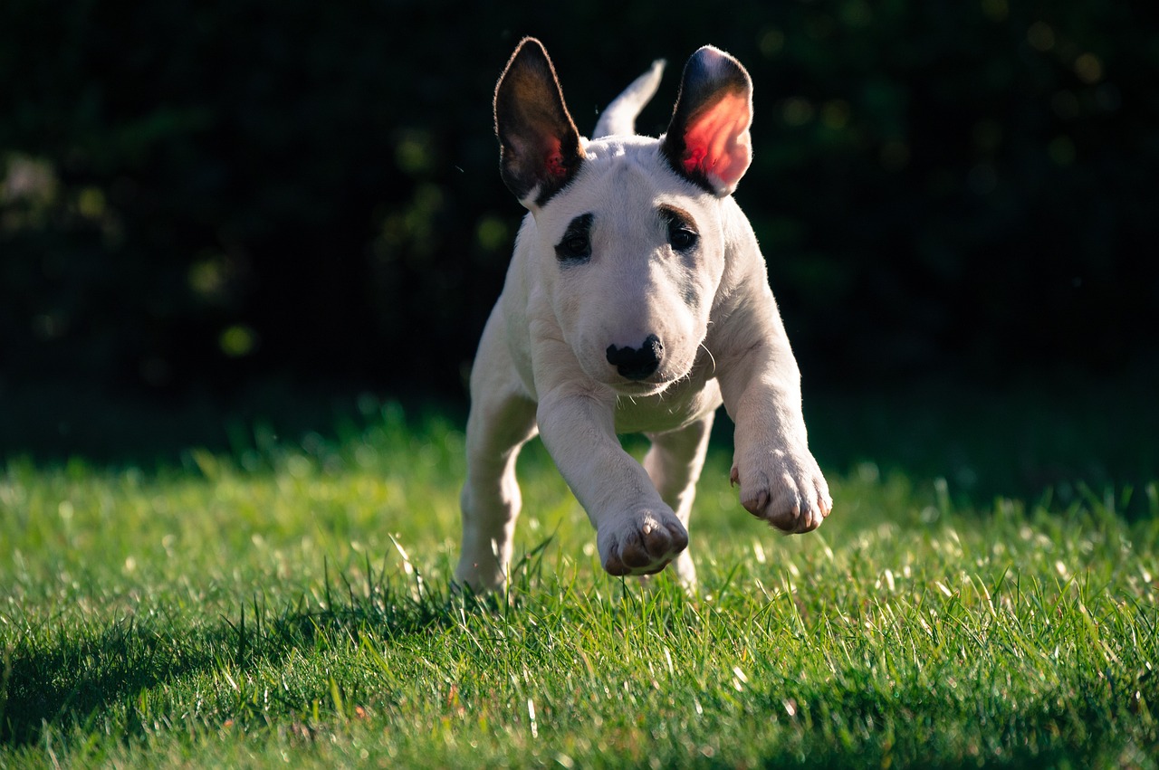 Bull Terrier close-up portrait
