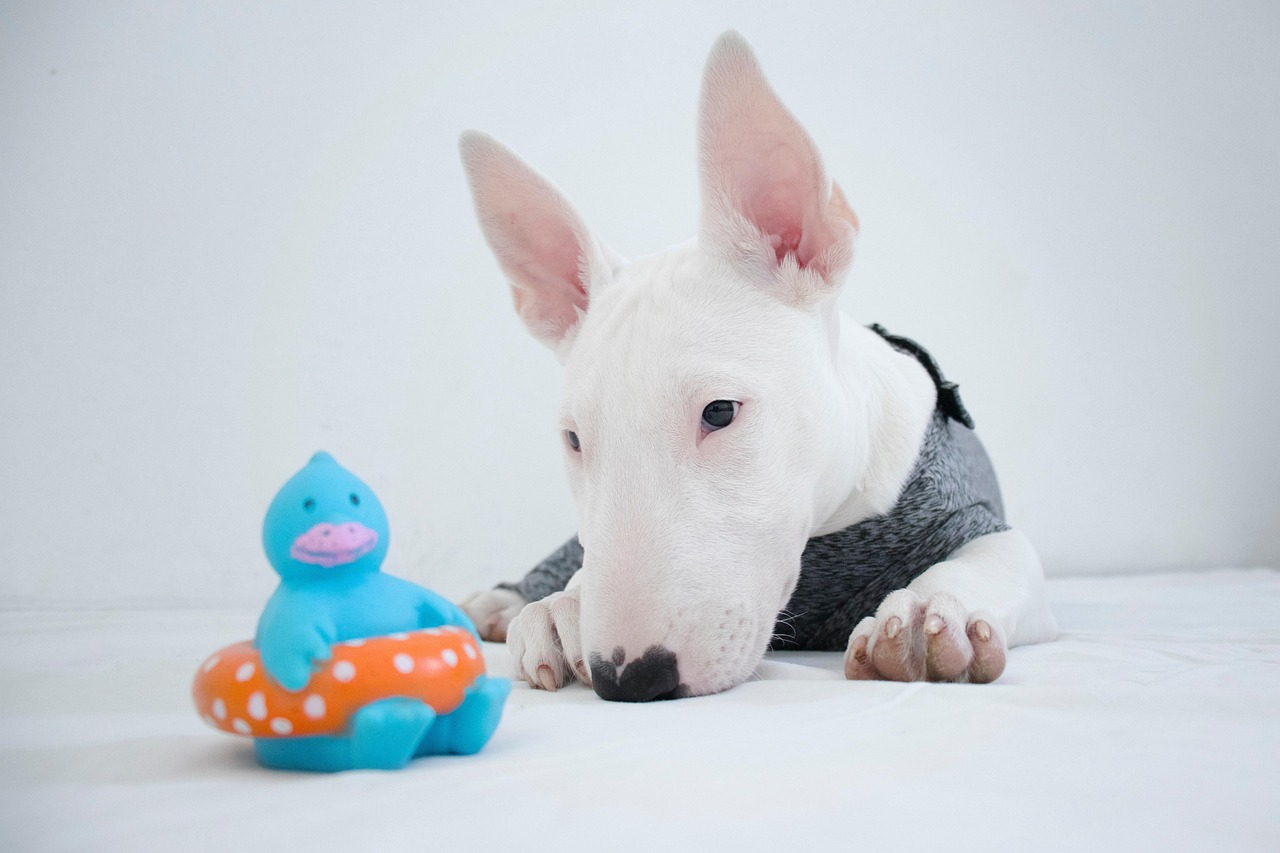 Bull Terrier playing outdoors